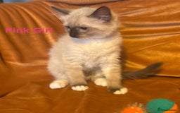 Ragdoll cats for sale: Adorable pure Ragdoll kittens boys and girls - Image 2