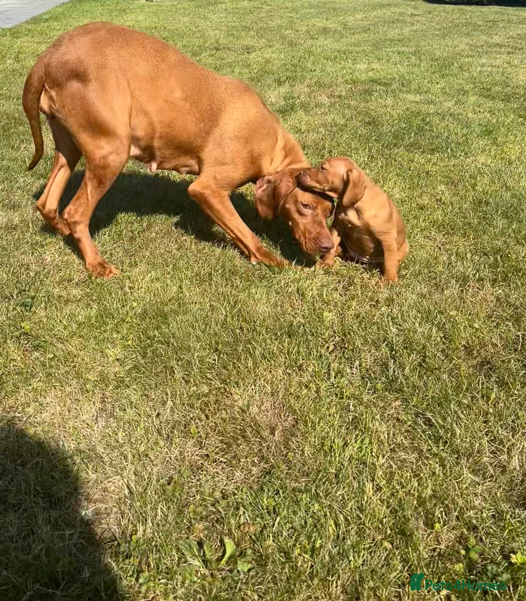 Hungarian Vizsla dogs for sale: ⭐️One gorgeous little lady ⭐  - Image 5