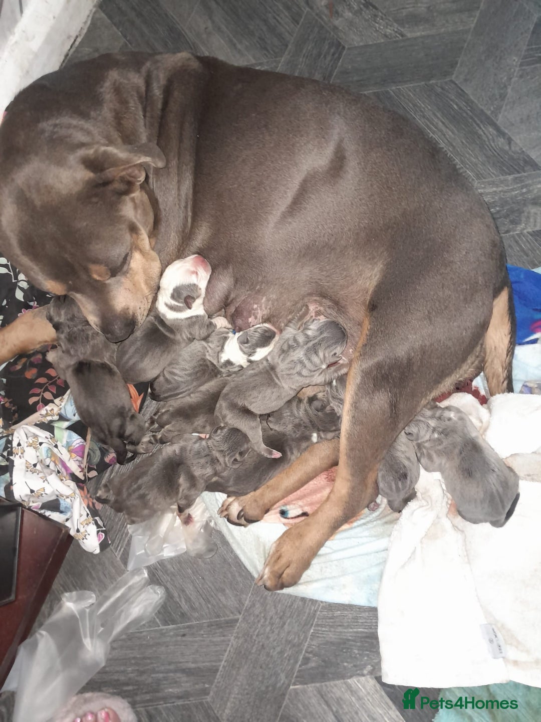 Staffordshire Bull Terrier dogs for sale: Blue tri Staffordshire bull terrier pups for sale  - Image 5
