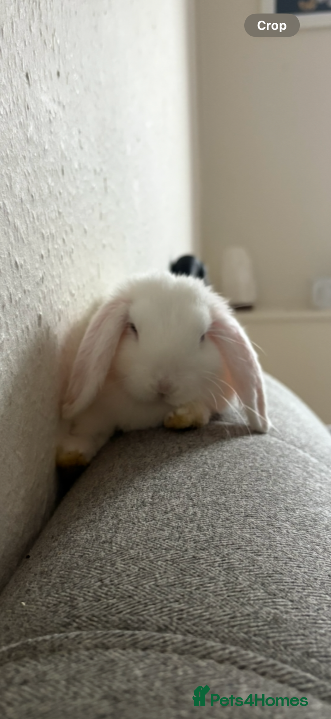 Dwarf Lop rabbits for sale: Dwarf lop white boy still available  - Image 3