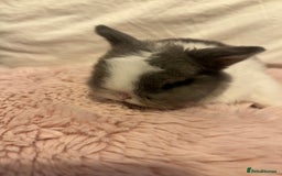Mini Lop rabbits for sale: Mini lop rabbits - Image 9