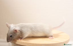 Mouse rodents for sale: 🐭 Female Mice Available for Adoption 🐭 - Image 15