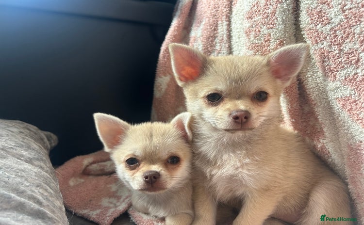 Chihuahua dogs - Advert 3