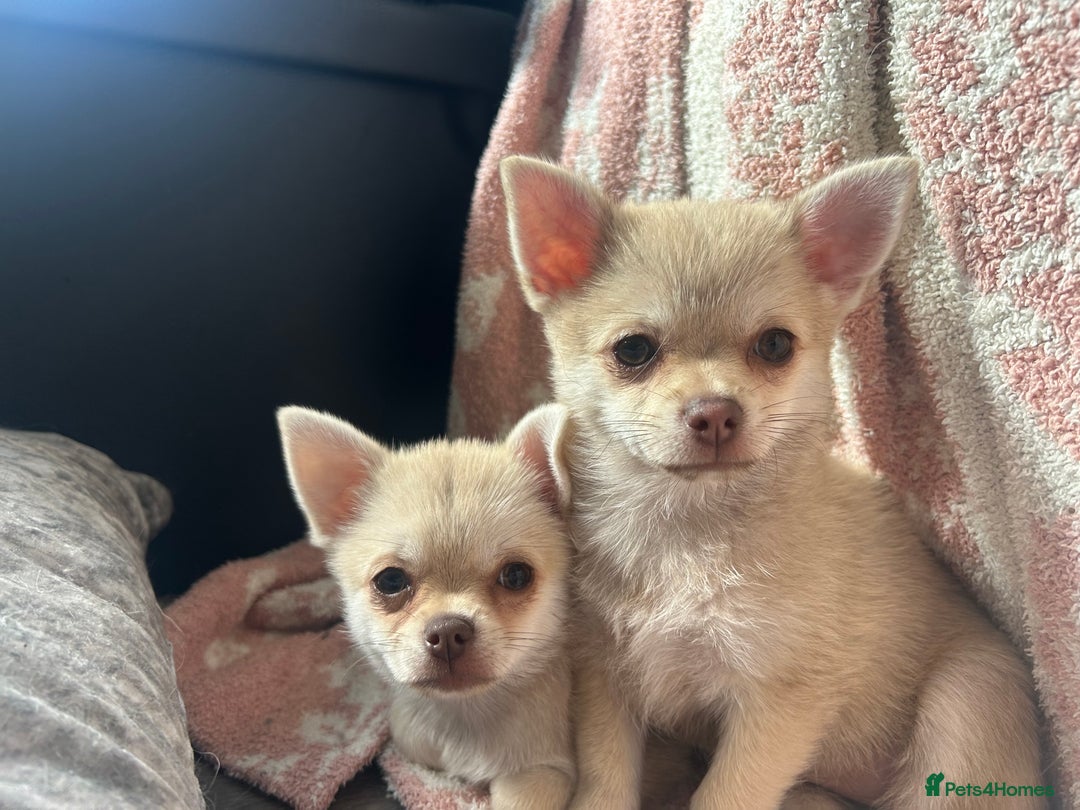 Long Haired Jack Chi Langhaar Chihuahua Jack Russel Mix Jack