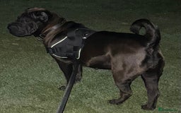 Shar Pei dogs for sale: 2 females 3 males Shar pei pups - Image 14