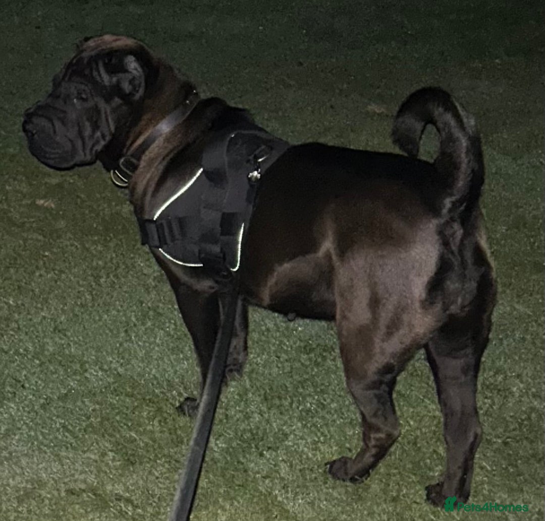Shar Pei dogs for sale: 2 females 3 males Shar pei pups - Image 14