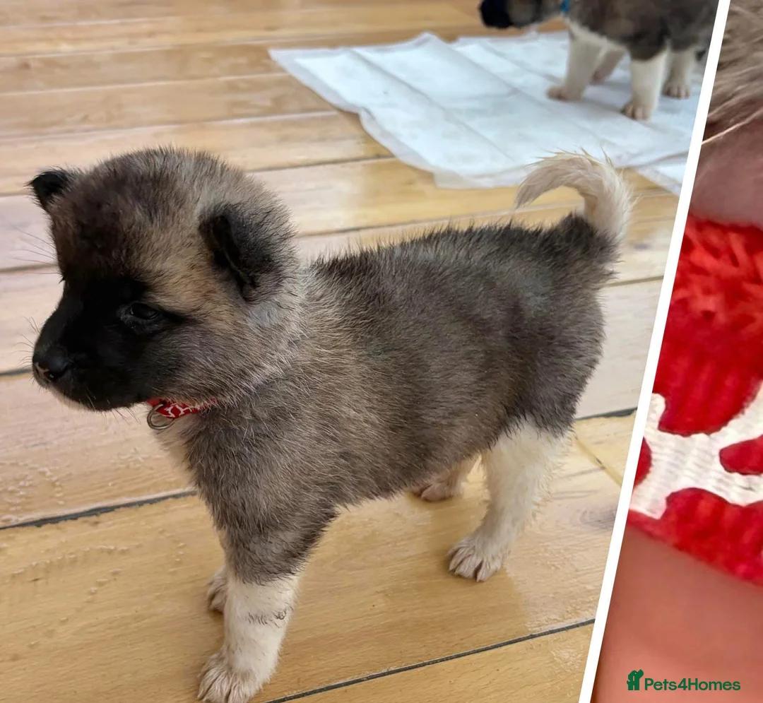 Akita dogs for sale: READY TO GO AMERICAN AKITA PUPPIES FOR SALE - Advert 10