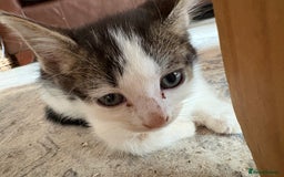 British Shorthair cats for sale: Kittens  - Image 3