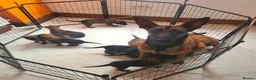 Belgian Shepherd Dog dogs for sale: Belgian malinois x german shepherd  - Advert 16