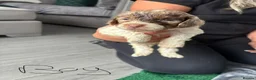 Cockapoo dogs for sale: F1B cockapoos  - Advert 10