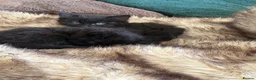 Maine Coon cats for sale: Beautiful Bundles of Joy 🐾 - Advert 7
