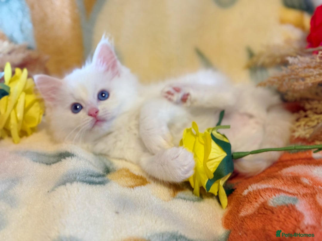 Ragdoll cats for sale: TICA Registered EU famous R bloodline  - Advert 7