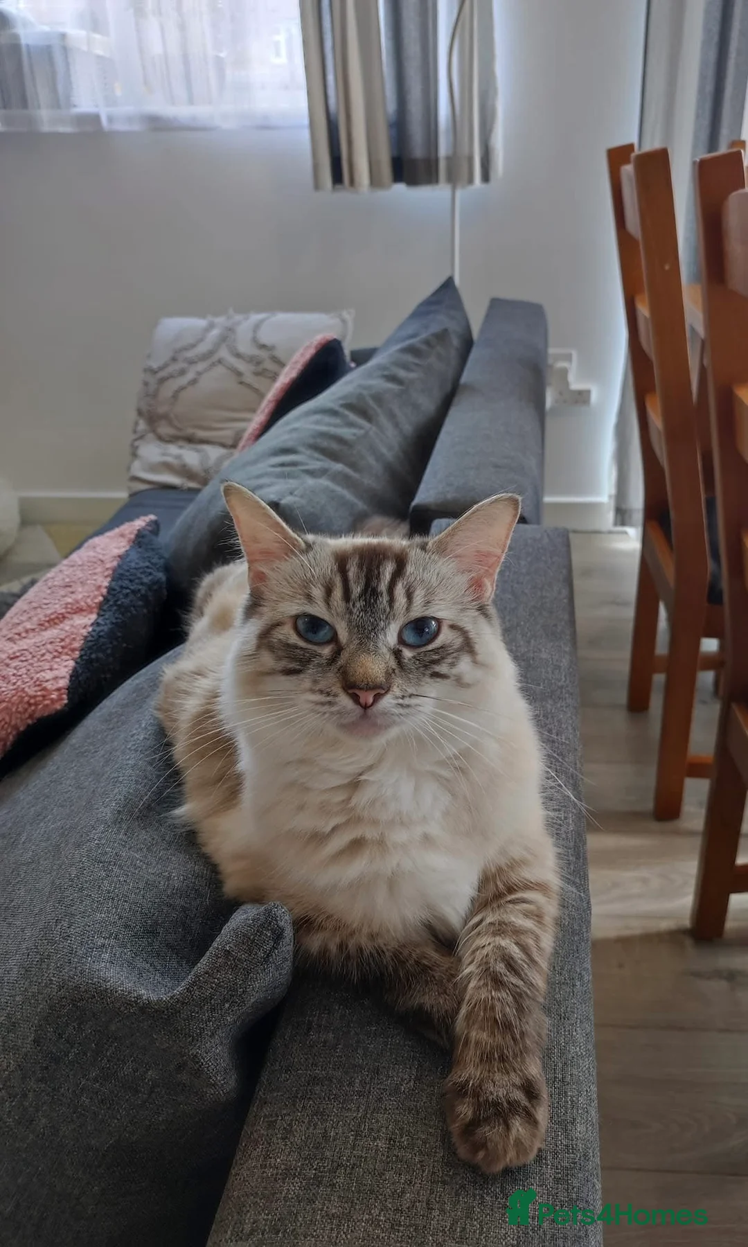 Ragdoll cats for sale: The Most Adorable Ragdoll Boy Kittens💙 - Advert 2