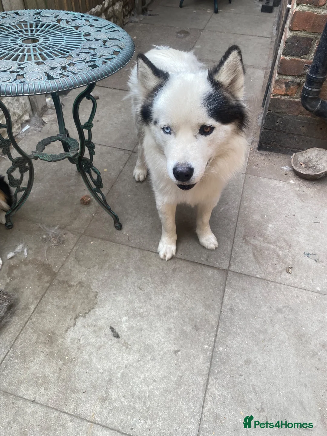 Siberian Husky dogs for sale: Siberian huskie in Derby - Advert 2