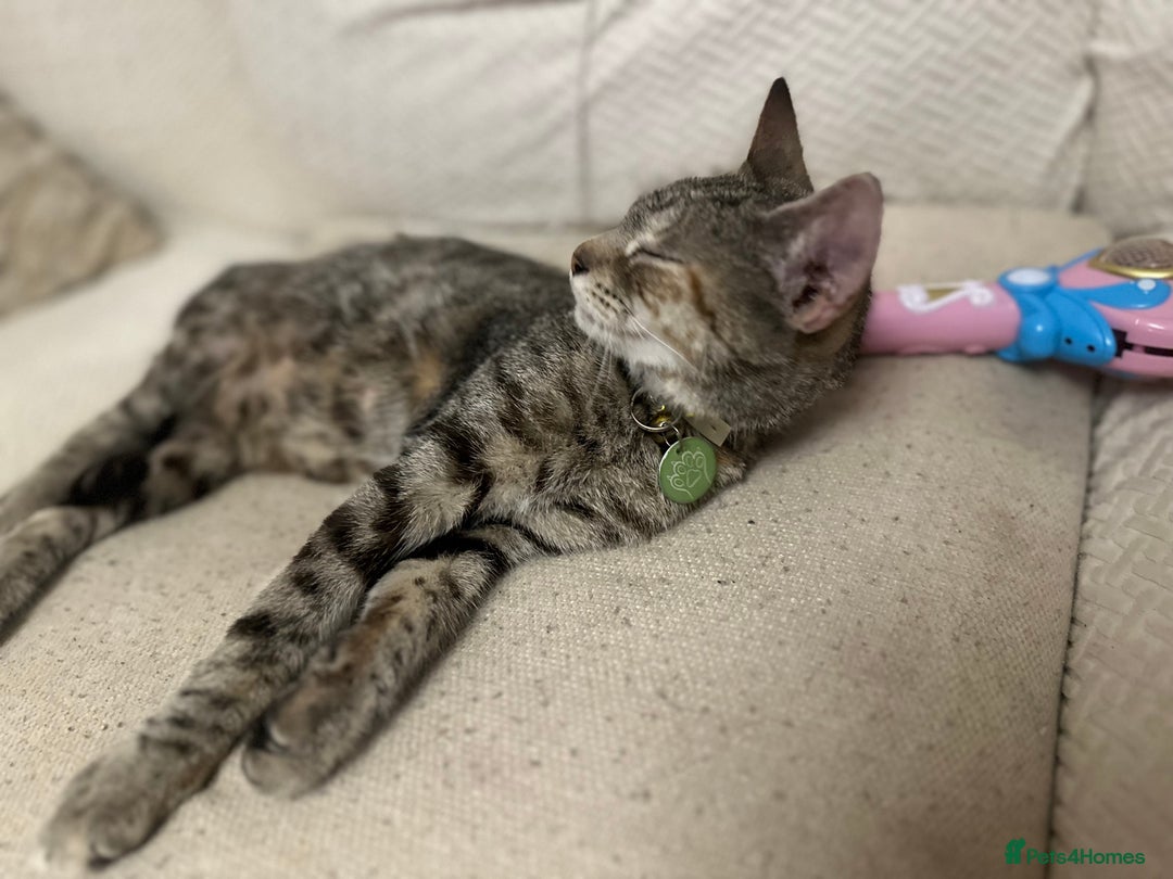 Mixed Breed cats for sale: Pretty little girls  - Image 10