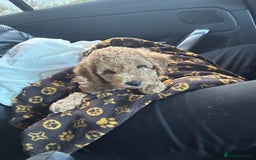 Cavapoo dogs for sale: F1 Cavapoo Puppy (9 weeks old male) - Image 5