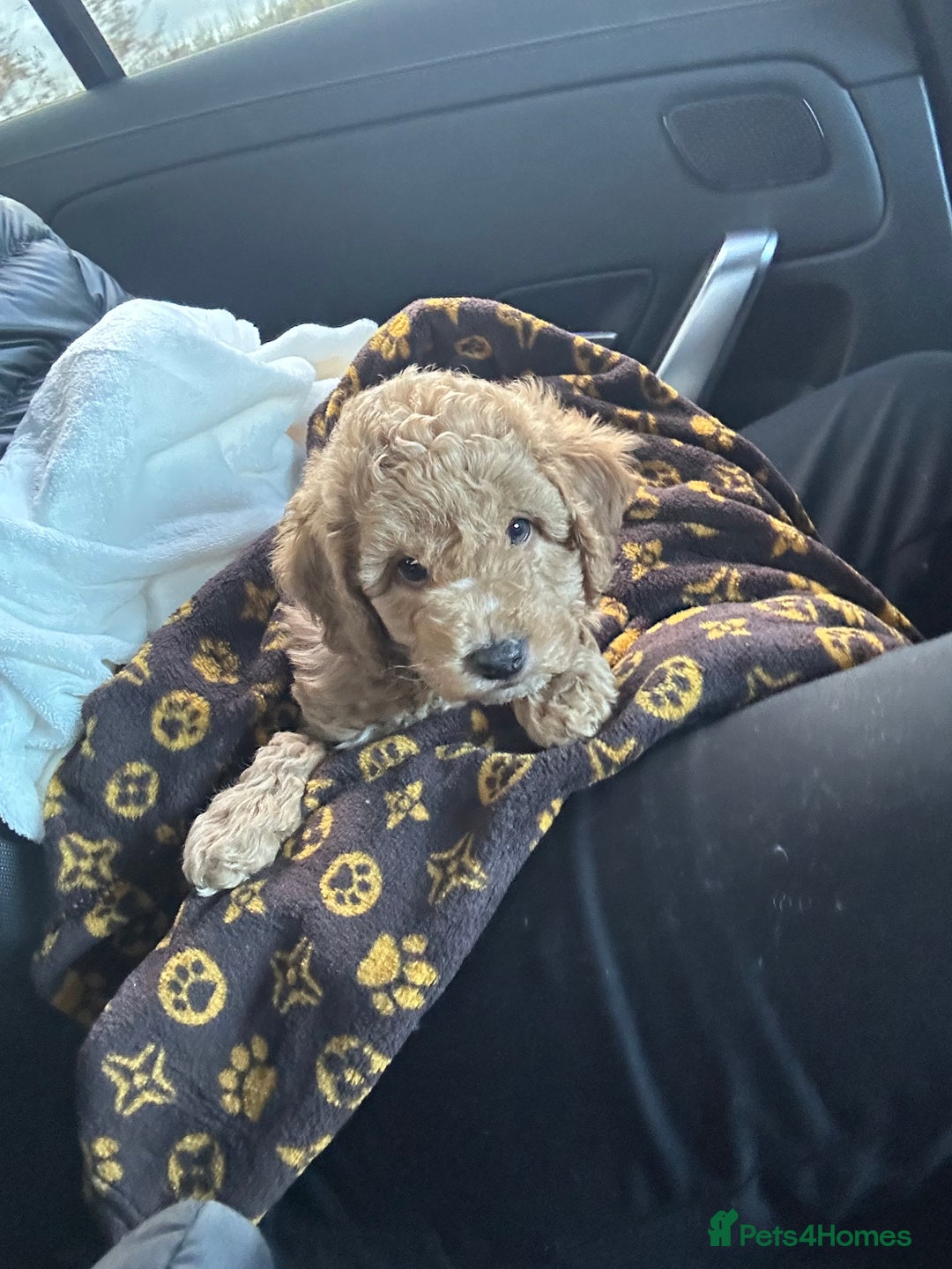 Cavapoo dogs for sale: F1 Cavapoo Puppy (9 weeks old male) - Image 5