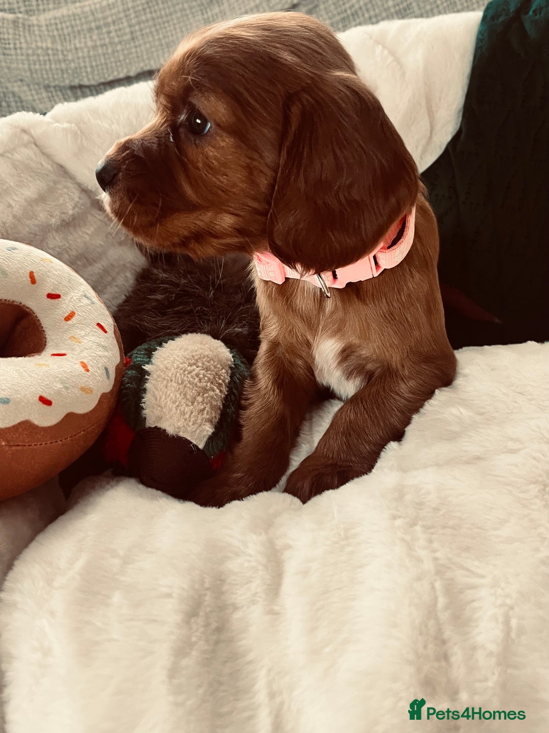 Cocker Spaniel dogs for sale: fox red cocker spaniels health tested  - Advert 24