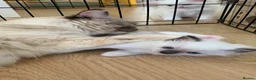 Ragdoll cats for sale: 🐾 Six Adorable Purebred Ragdoll Kittens 🐾 - Advert 9