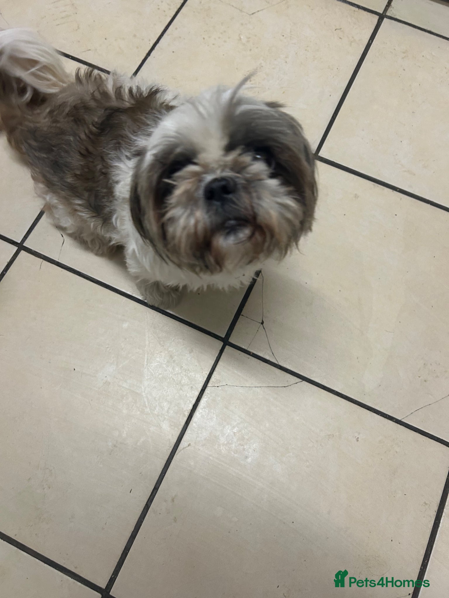 Shih Tzu dogs for sale: Full pedigree imperial Shih ztu - Advert 1