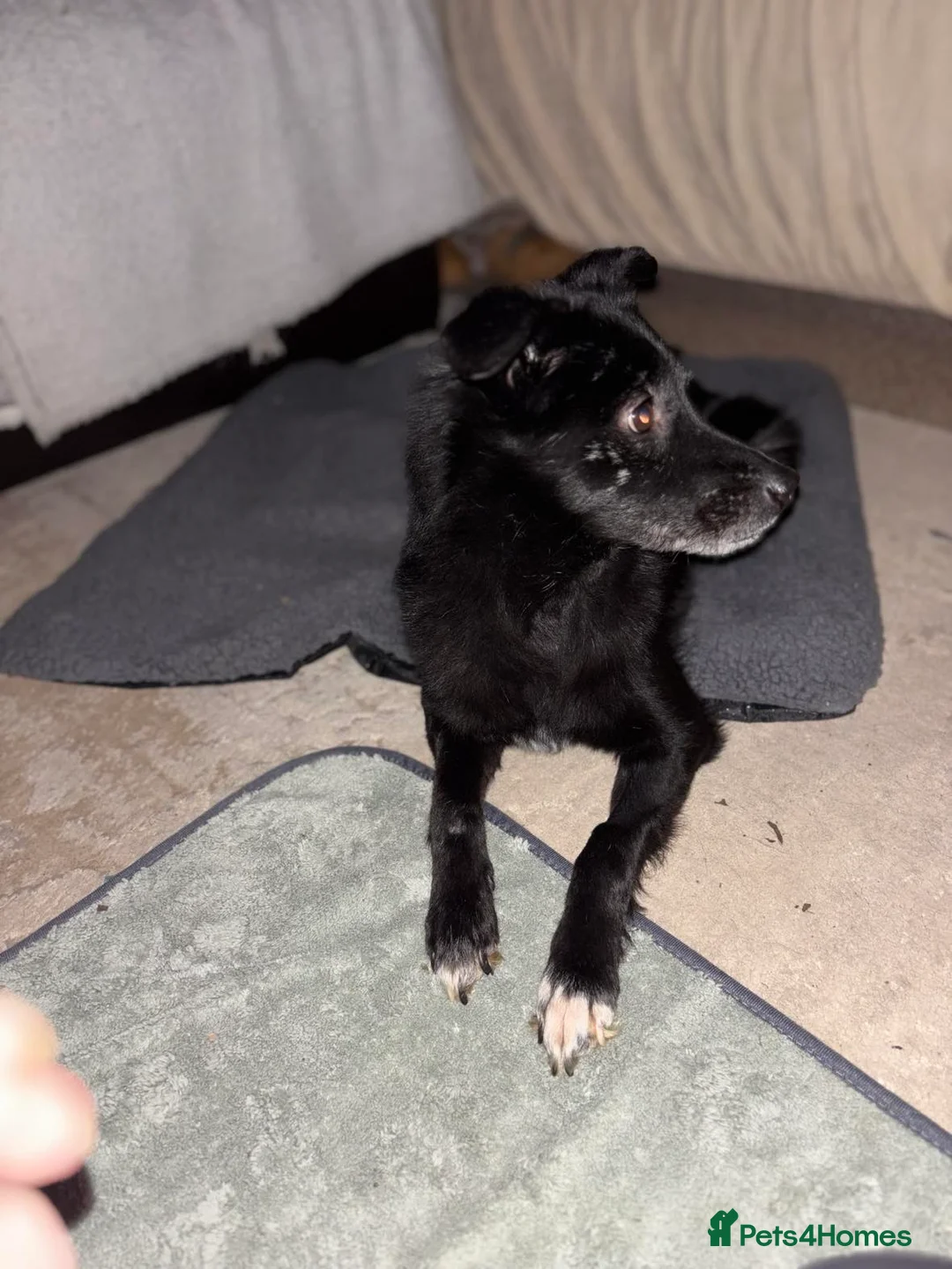 Mixed Breed dogs for adoption: Venus for adoption - Advert 2