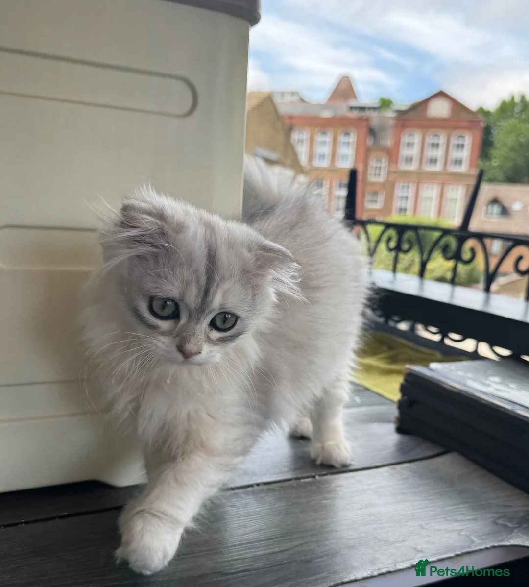 Scottish Fold cats for sale: Scottish Fold class & chinchilla Kittens Available - Advert 31