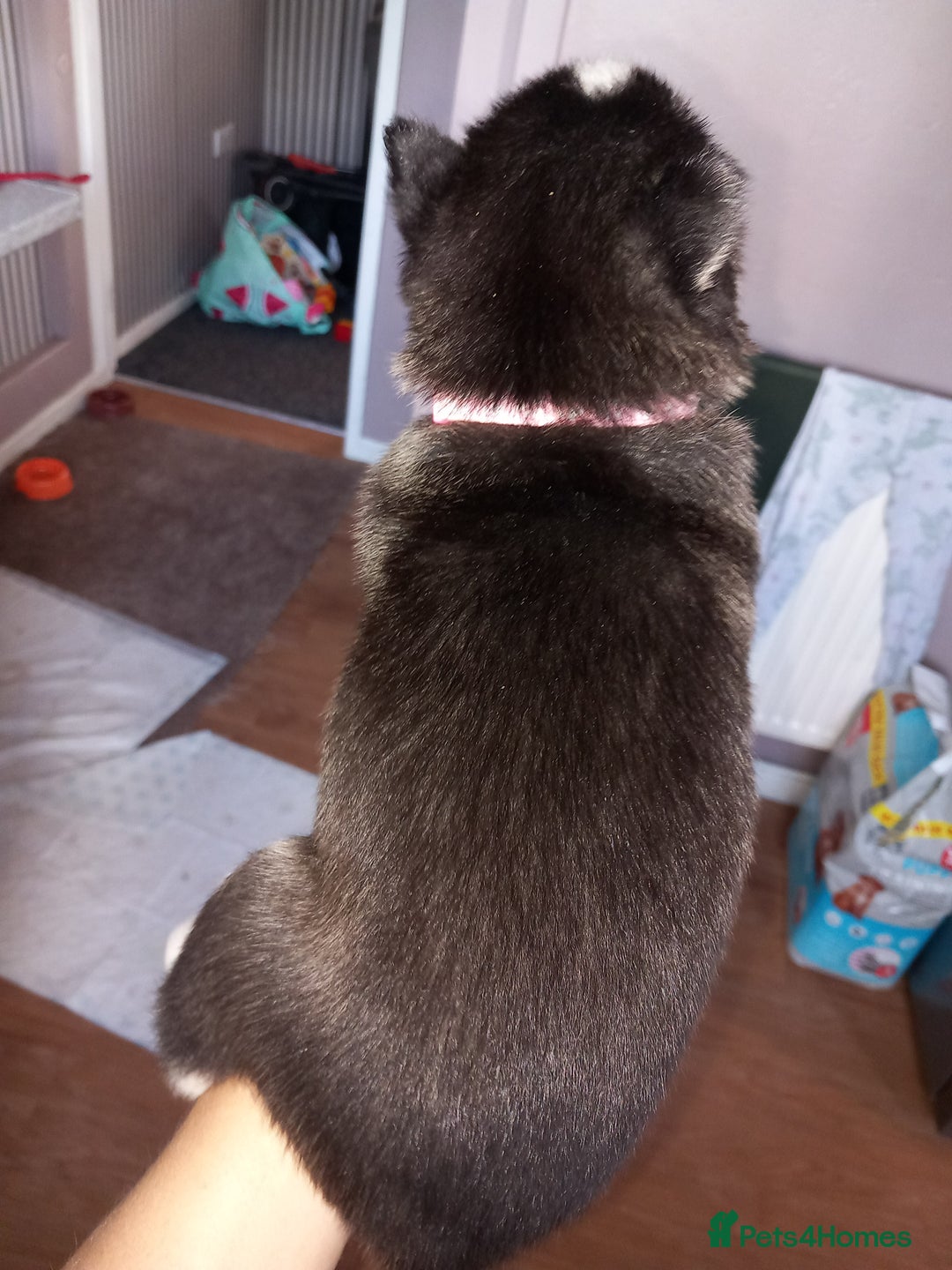 Siberian Husky dogs for sale: Husky  - Image 12