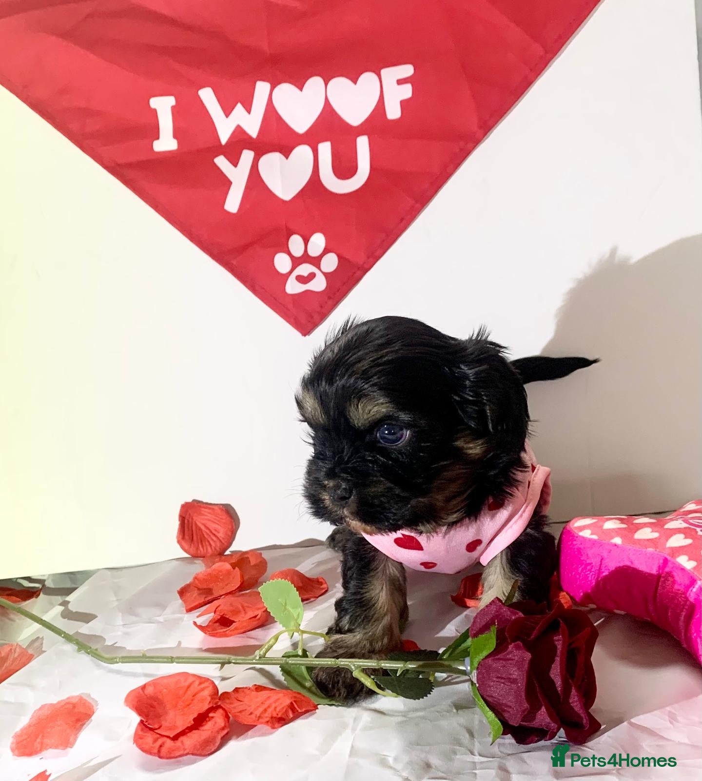 Shih Tzu dogs Imperial shitzu boy (ready now ) - Advert 1