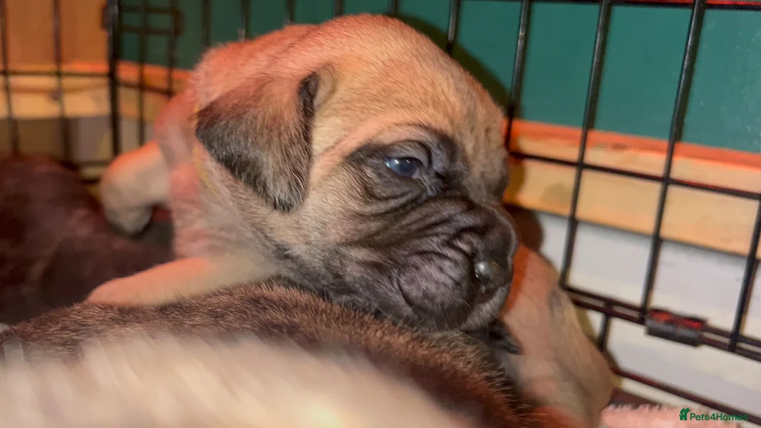 Cane Corso dogs for sale: Beautiful cane corso puppies BORN 30/09/26 - Advert 1