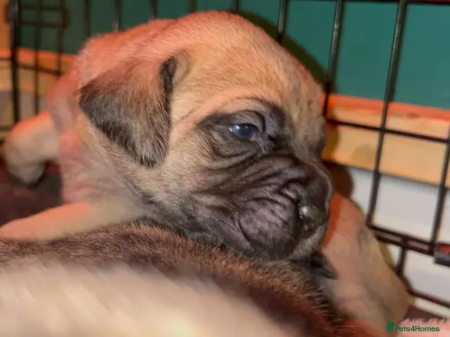 Cane Corso dogs Beautiful cane corso puppies BORN 30/09/26 - Advert 8