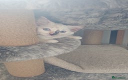 Ragdoll cats for sale: GCCF Ragdoll kittens ready now - Image 13