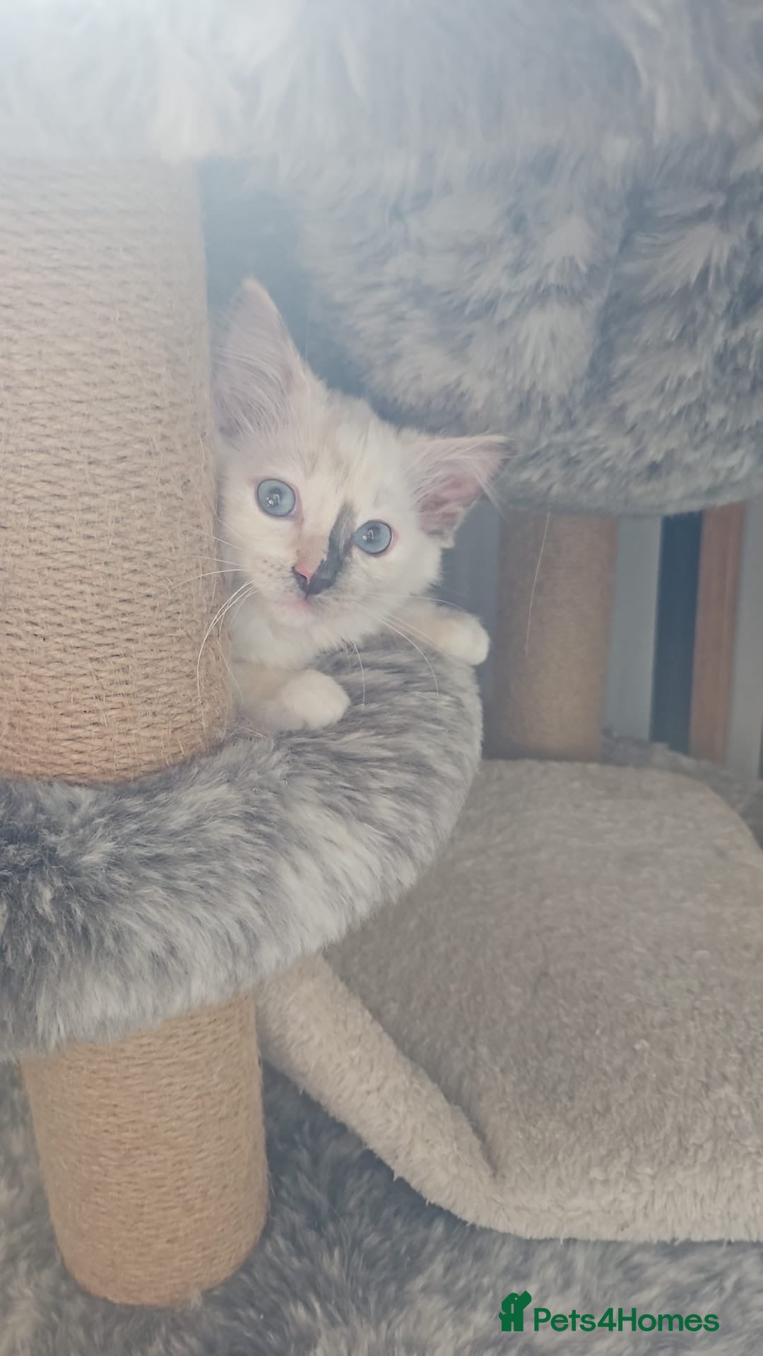 Ragdoll cats for sale: GCCF Ragdoll kittens ready now - Image 13