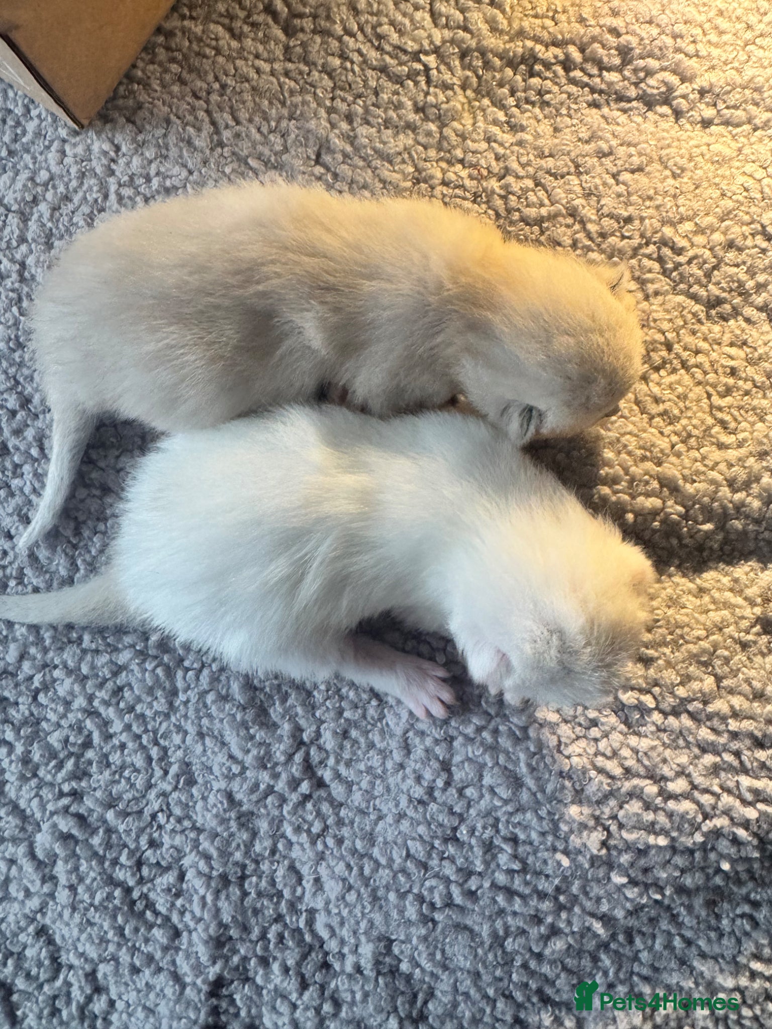 Siamese cats Siamese stunners  - Advert 2