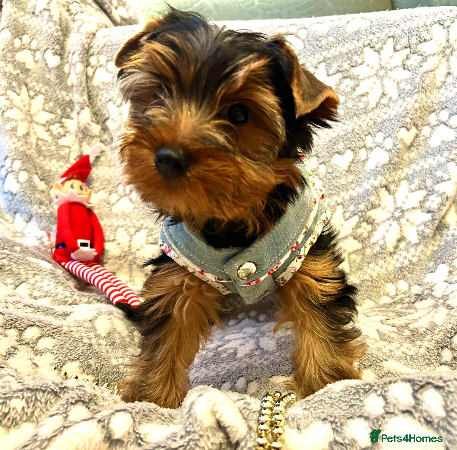 Yorkshire Terrier dogs Yorkshire Terrier Puppies (2 left) - Advert 5
