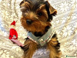 Yorkshire Terrier dogs Yorkshire Terrier Puppies (2 left) - Advert 5