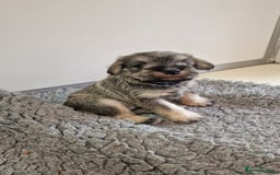 Miniature Schnauzer dogs for sale: KC mini Schnauzer  - Image 8