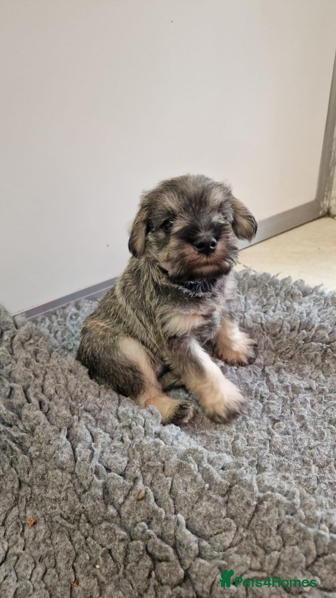 Miniature Schnauzer dogs for sale: KC mini Schnauzer  - Image 8