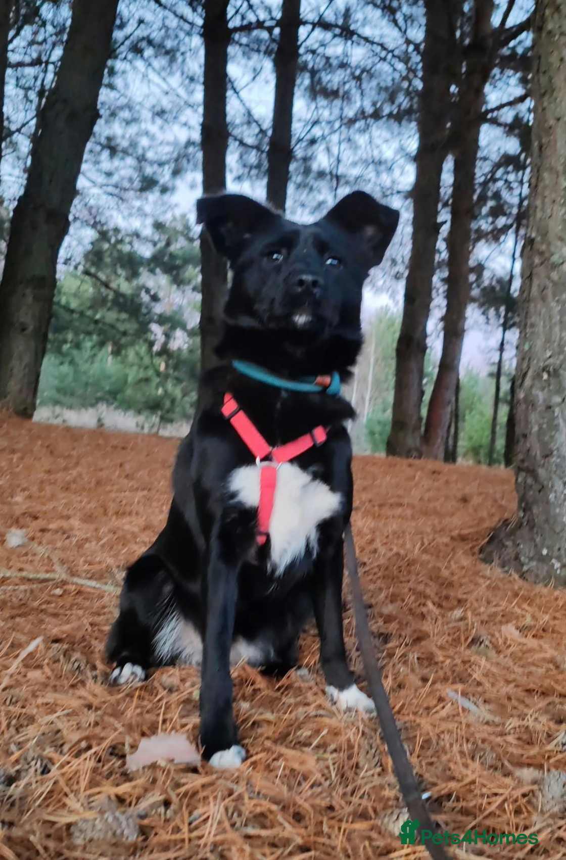 Border Collie dogs 🐾 BONNIE – Female Border Collie 🐾 - Advert 3