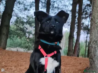 Border Collie dogs 🐾 BONNIE – Female Border Collie 🐾 - Advert 3