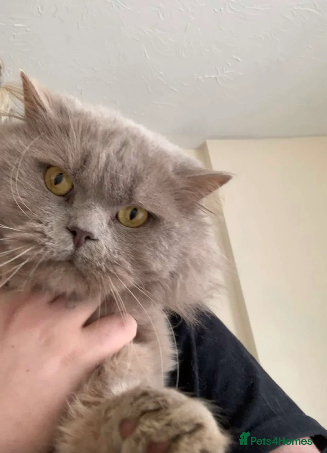 British Longhair cats for sale: British longhair Rio - Advert 2