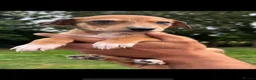 Lurcher dogs for sale: 4 Stunning lurcher puppies  - Advert 6