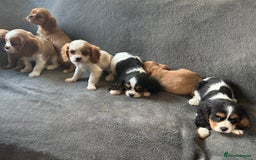 King Charles Spaniel dogs for sale: King Charles cavalier puppies 3 girls 4 boys - Advert 12