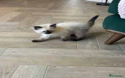 Ragdoll cats for sale: Two Beautiful girls  - Image 8