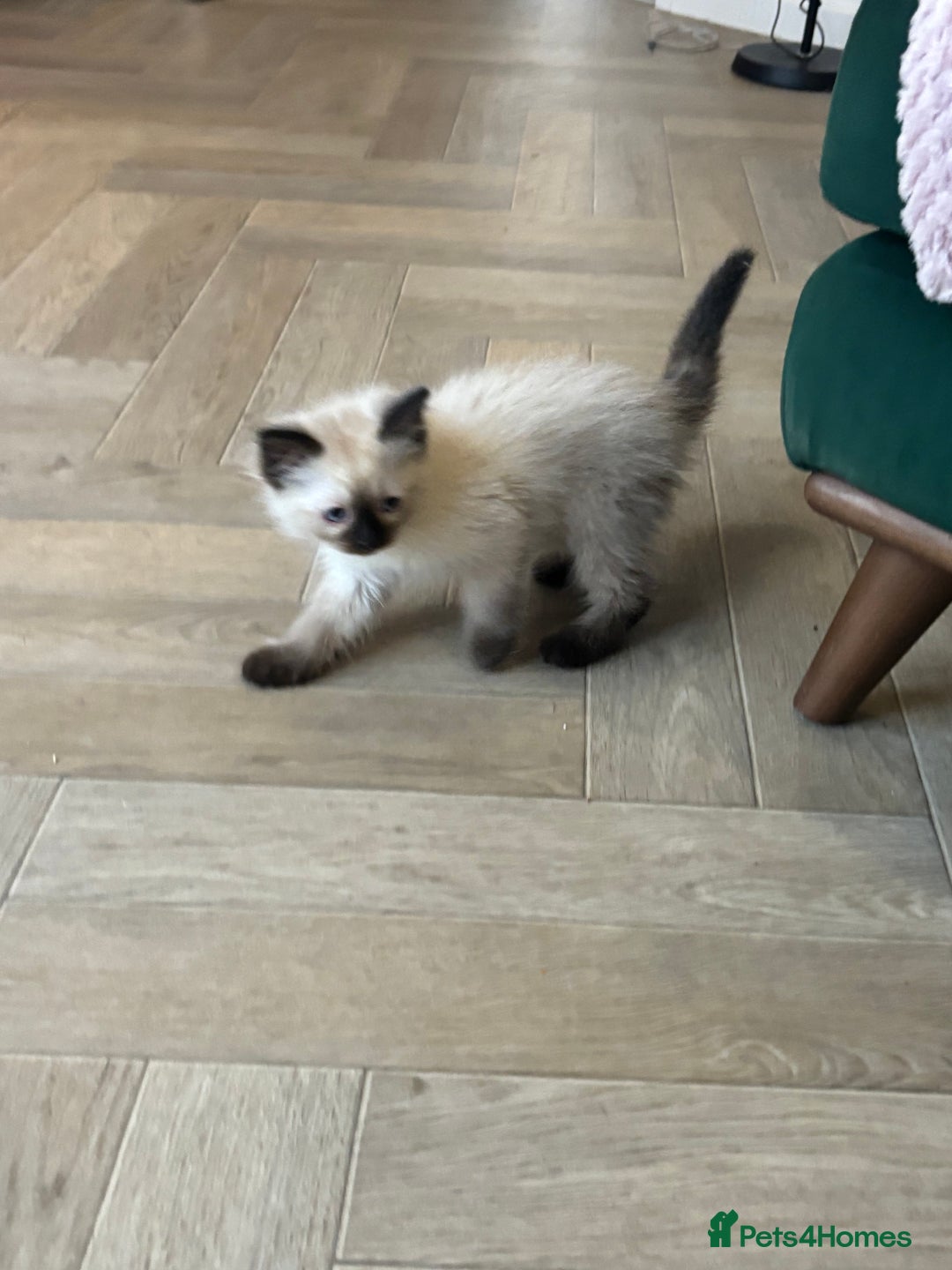 Ragdoll cats for sale: Two Beautiful girls  - Image 8