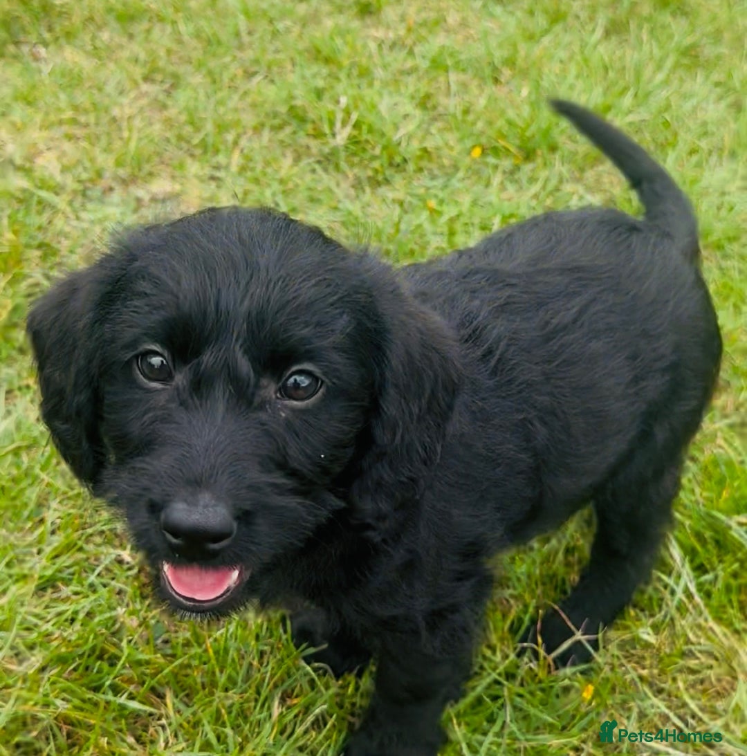 Labradoodle dogs for sale: Stunning miniature Labradoodle READY NOW!! - Image 4