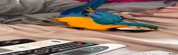 Macaws birds for sale: Exotic, Playful, Talking blue and gold macaw in London - Advert 3