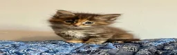 Maine Coon cats for sale: Pure Maine Coon Kittens - Advert 15