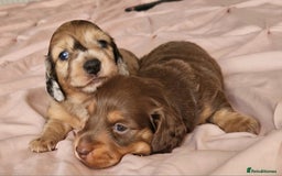 Miniature Dachshund dogs for sale: Long hair minature dachshunds - Image 17