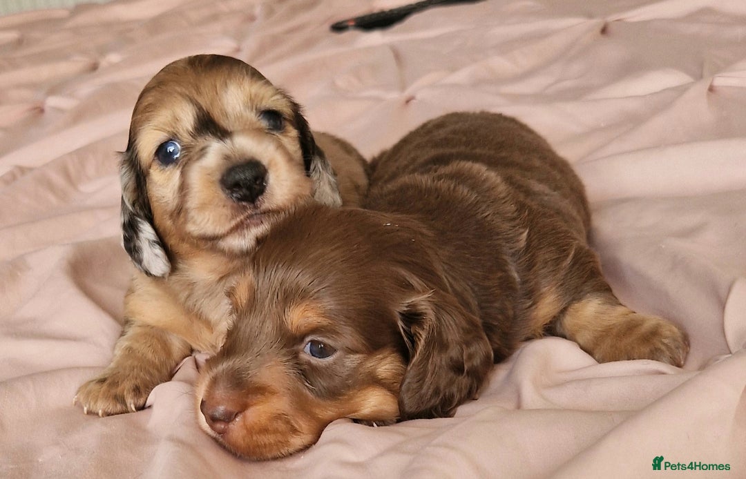 Miniature Dachshund dogs for sale: Long hair minature dachshunds - Image 17