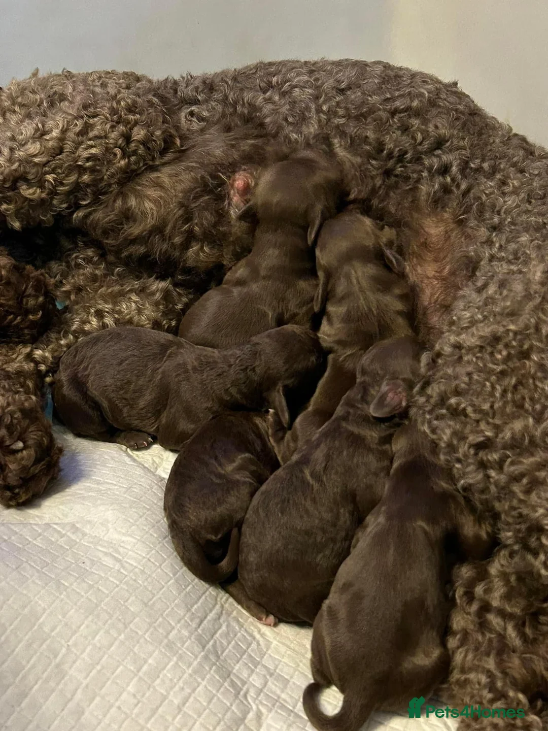 Cockapoo dogs for stud: Cockapoo for stud not for sale  in Taunton - Advert 11